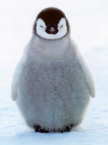 contrapositive penguin
